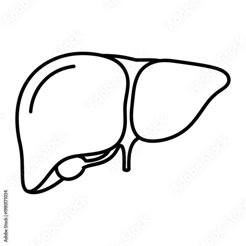 Line Art Illustration of the Human Liver and Gallbladder Organ