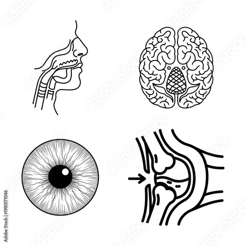 Medical anatomy illustrations of the human body's vital organs and systems