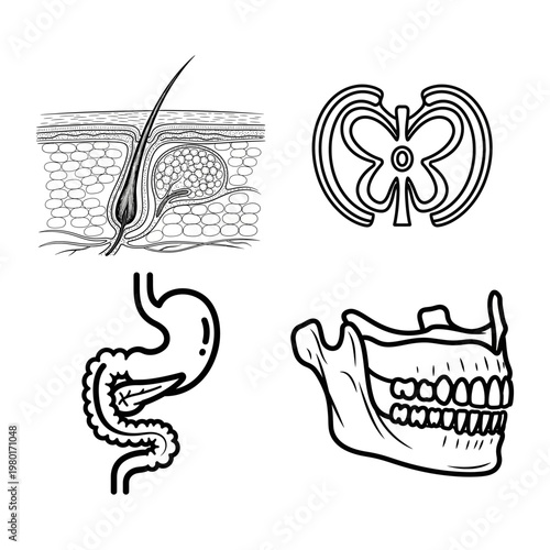 Detailed Line Art Illustrations of Human Anatomy Skin, Digestive System, and Jawbone