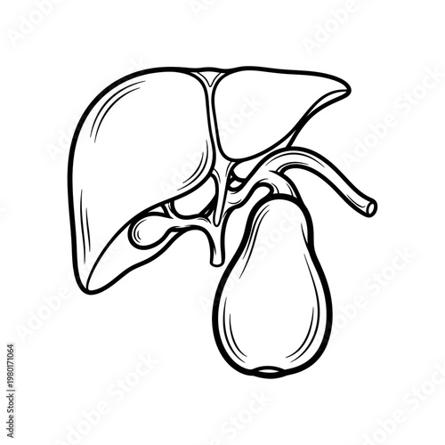 Illustration of Human Liver and Gallbladder Anatomy in Black and White