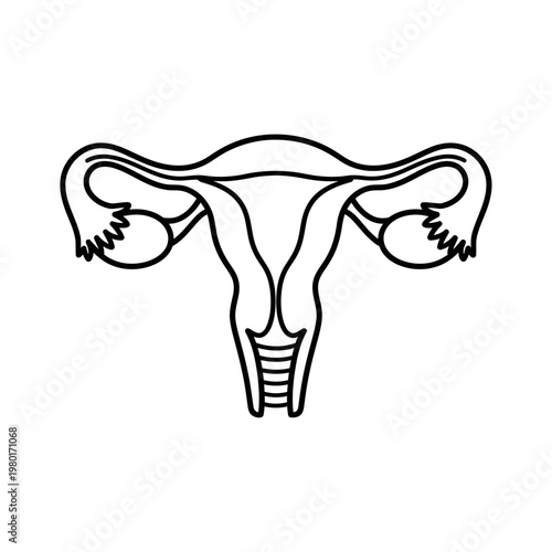 Line art illustration of the female reproductive system, uterus and ovaries