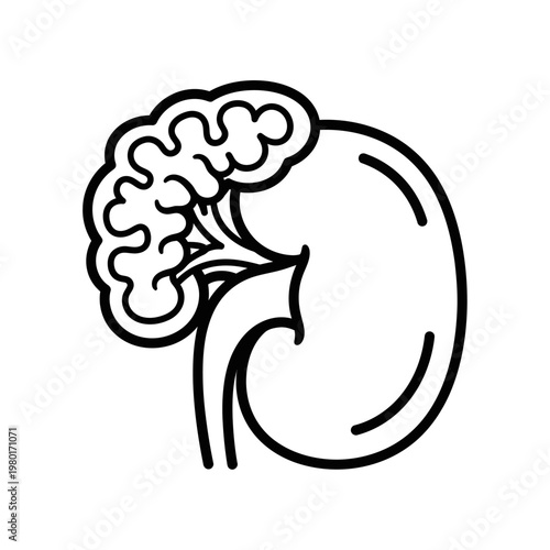Illustration of a Human Kidney with Adrenal Gland Silhouette