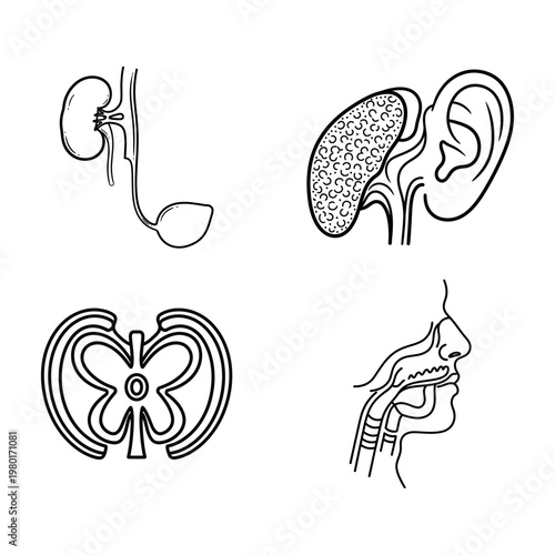 Human Anatomy Icons Kidneys, Spleen, Lungs, and Ear, Nose, and Throat System