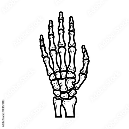 Anatomy illustration of a human skeletal hand in outline drawing style