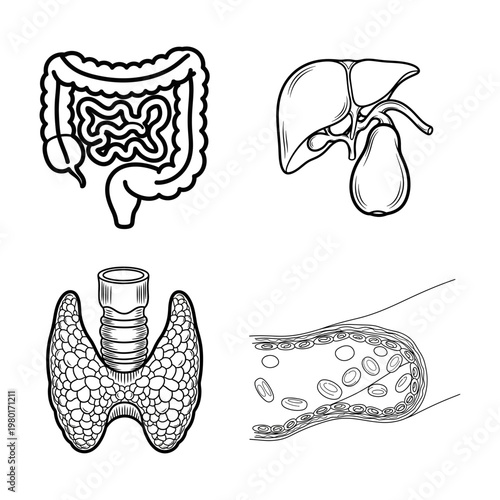 Set of human internal organ icons Digestive system, liver, thyroid, and blood vessels