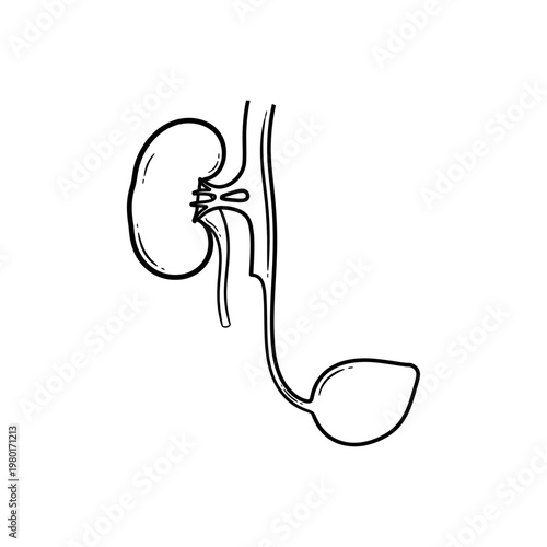 Human Urinary System Anatomy Drawing With Kidney, Ureter, And Bladder