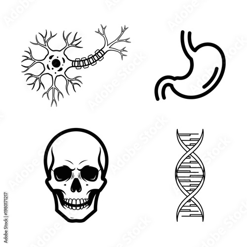 Set of Icons Neuron, Stomach, Skull, and DNA Helix for Medical and Scientific Concepts
