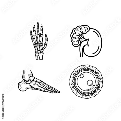 Medical Icons Representing Human Anatomy Skeleton Hand, Foot, Kidney, and Ovum