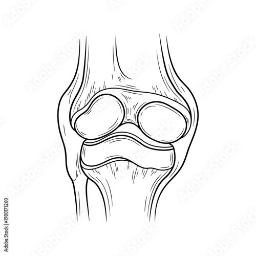 Human Knee Joint Anatomy Illustration - Medical Diagram of Skeletal Structure