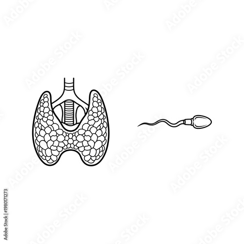 Human Anatomy Thyroid Gland and Sperm Cell, Simplified Medical Illustration