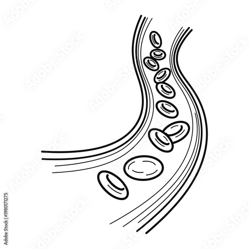 Hand-drawn illustration of red blood cells flowing through a vein or artery