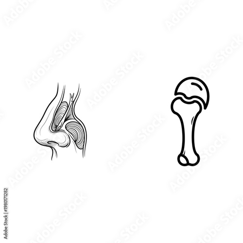 Medical Diagrams Human Nose and Long Bone Anatomy Outline
