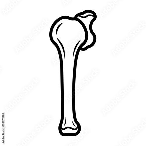 Line drawing illustration of a human shoulder bone anatomy in black and white