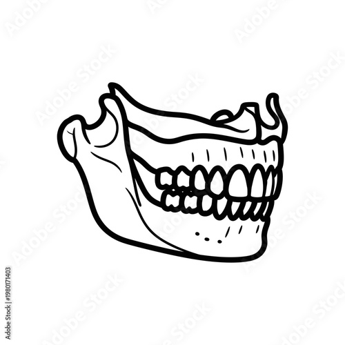 Medical Illustration of Human Jawbone with Teeth Diagram