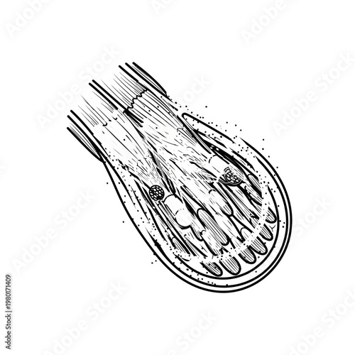 Illustration of Biological Cell Structure and Organelles