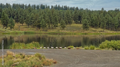 Canadian Geese lined up at a beautiful Lake in Colorado