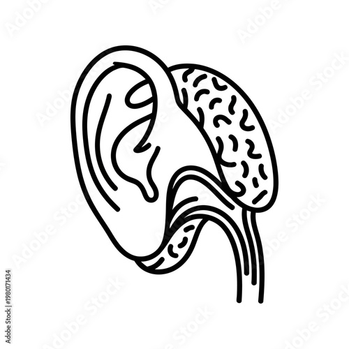 Human Ear Anatomy Diagram - Inner and Outer Ear Structure