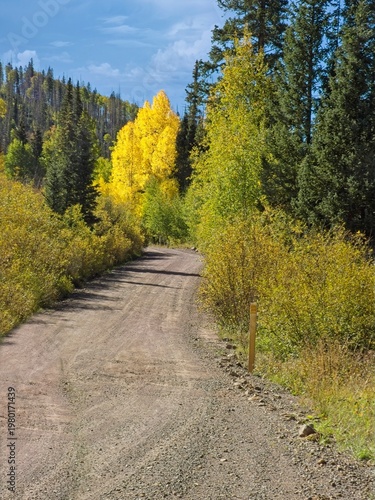 Golden Aspen tree in Colorado down  a dirt road fin Colorado