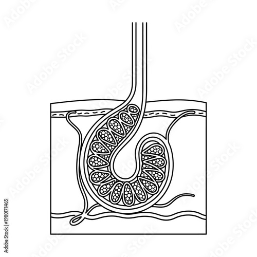 Anatomy of a Sebaceous Gland and Hair Follicle