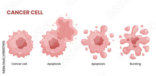 Vector illustration of apoptosis, depicting cell death in health and medicine, vital for cancer and medical research.