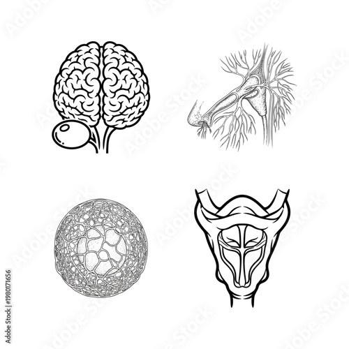 Human Anatomy Illustrations Brain, Nerves, Cells, and Larynx Diagrams