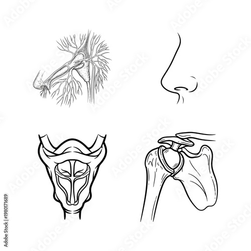 Human Anatomy Illustrations Respiratory, Shoulder, and Nasal Structures