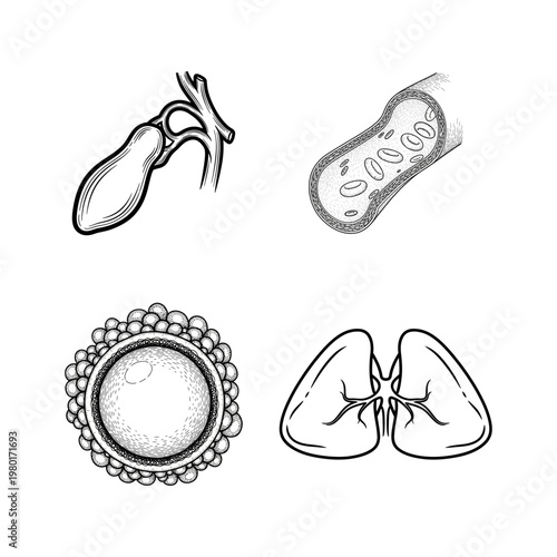 Medical Illustrations of Organs and Blood Cells for Health and Science