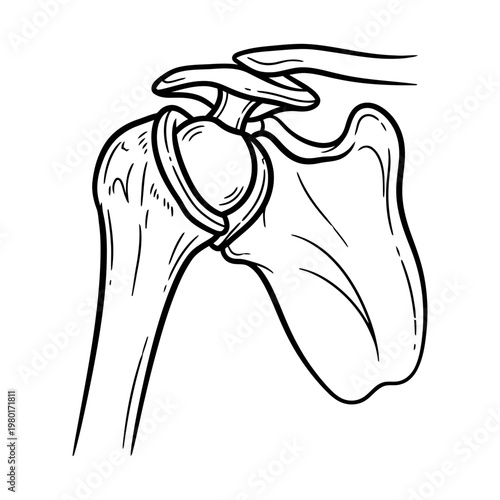 Human shoulder anatomy illustration, skeletal structure and joints