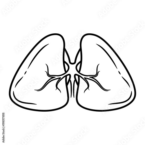 Illustration of the human respiratory system, lungs and bronchi