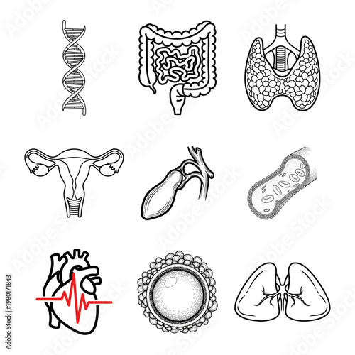 Medical Icons Set Featuring Human Anatomy and Body Organs