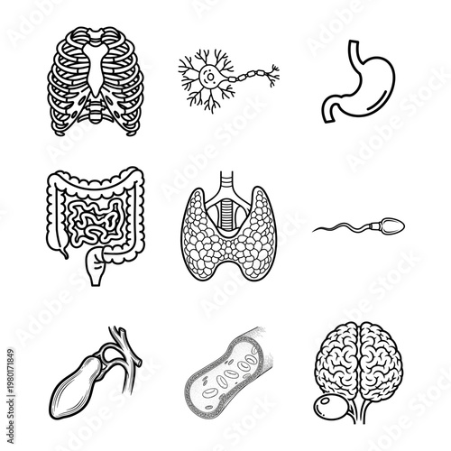 Human Anatomy Icons Set Biology, Health, Medical, Science, and Body Parts