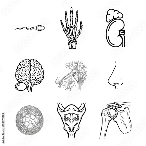 Human Anatomy Icons A Visual Collection of Body Parts and Systems