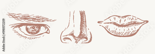 Human face parts hand drawn sketches
