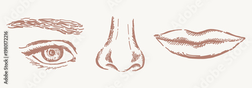 Human face parts hand drawn sketches