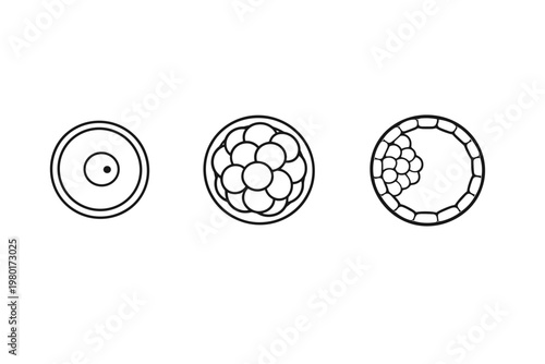 Stepwise early embryo development vector illustration showing the progression from a single-cell zygote to a multi-cell morula and a hollow blastocyst stage for biology and medical education.