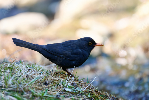 Common Blackbird Standing on Grassy Ground in Bright Spring Light