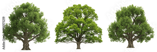 Konstfotografi Oak Tree Quercus robur, Three Large Deciduous Green Oak Trees with Wide Crowns Isolated on White Background, Majestic Summer Forest Flora for Landscaping, Architectural Visualization, and Nature Art
