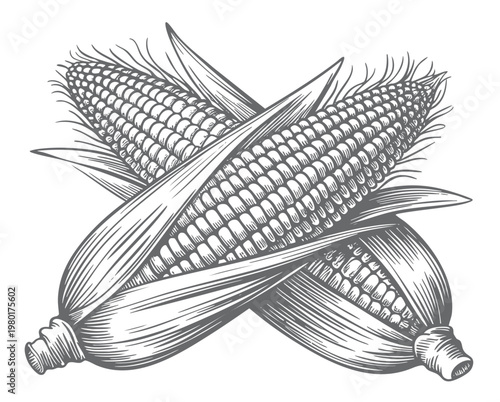 Vintage corn cobs engraving antique ink sketch botanical farm crop illustration.
