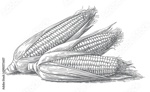 Vintage corn cobs engraving antique ink sketch botanical farm crop illustration.