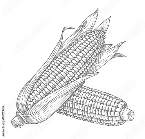 Vintage corn cobs engraving antique ink sketch botanical farm crop illustration.