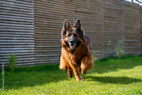 Foto Active German Shepherd Running in Backyard Garden with Tongue Out and Happy Expr