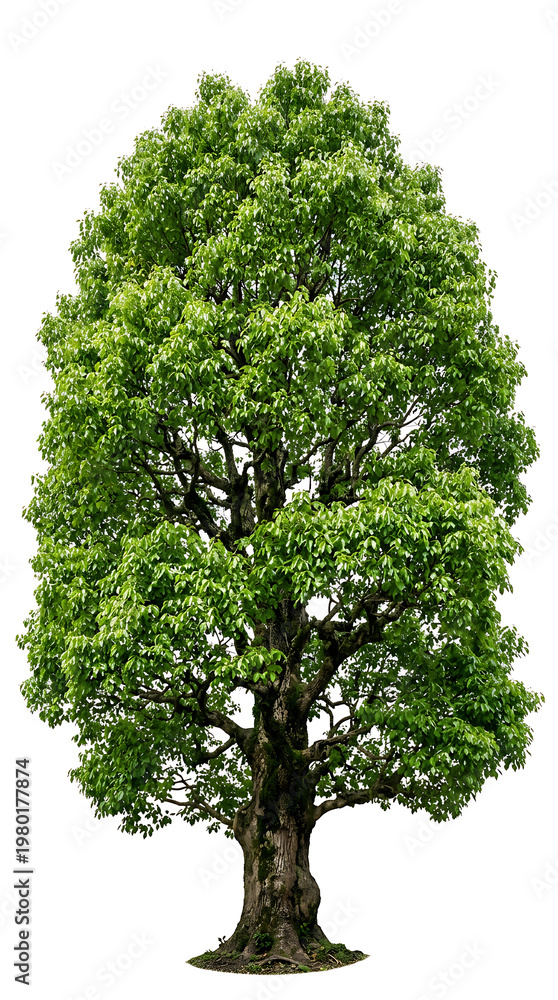 Fototapeta premium Large, lush green tree with a thick trunk and full canopy of leaves