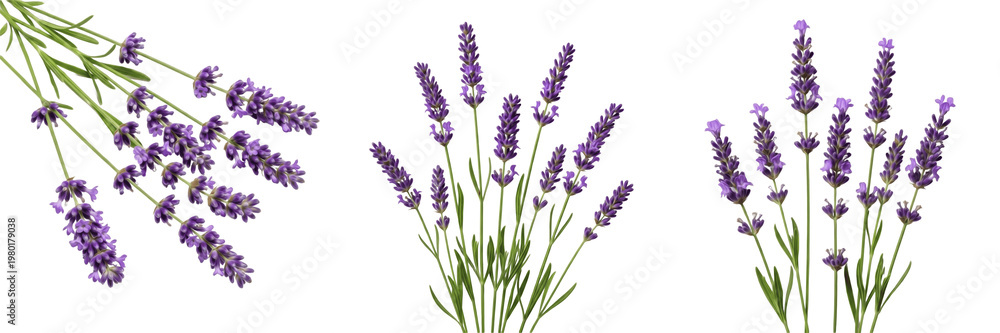 Fototapeta premium Lavender Lavandula angustifolia Isolated on White Background, Set of Three Purple Flower Sprig Perspectives with Green Stems, Aromatic Botanical Herb Collection for Essential Oil and Decor
