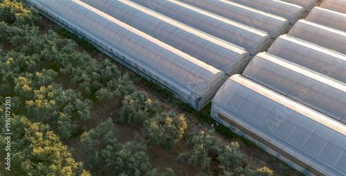 Aerial drone view capturing a distinct diagonal boundary separating large curved white plastic greenhouse tunnels from a meticulously planted green tree orchard plantation