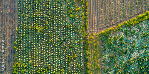 Vertical overhead aerial photograph revealing a fascinating patchwork of different agricultural crops featuring distinct planting patterns and vibrant green leafy textures