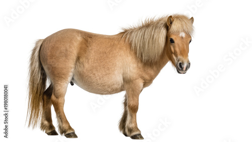 Canvas Print Isolated adorable palomino pony with lush blond mane and tail standing in full b