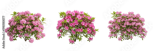 Fényképezés Azalea Rhododendron, Set of Three Flowering Pink Azalea Bushes with Green Leaves