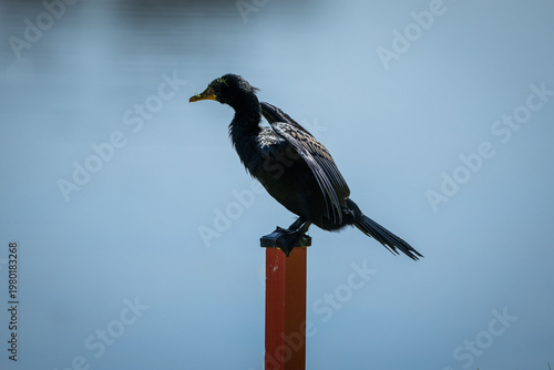 Cuadro en lienzo A reed cormorant (Microcarbo africanus) sits on a red poll