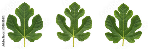 Fotografía Collection of Fresh Green Fig Leaves Isolated on White Background, Set of Organi