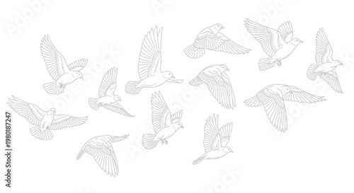Birds in flight illustration graphic design of soaring birds against white backdrop